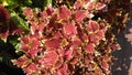 The beautiful red flowers