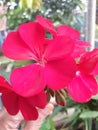 beautiful red flowers in the garden, nice