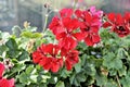 Beautiful red flowers close up nature romantic garden still life sunny day Royalty Free Stock Photo