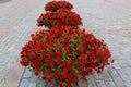 Beautiful red flowers on grey old cobblestone pavement background. Typical european city/town street decoration concept Royalty Free Stock Photo