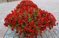 Beautiful red flowers on grey old cobblestone pavement background. Typical european city/town street decoration concept Royalty Free Stock Photo