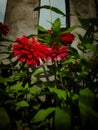beautiful red flowers on the home page that can make the mood better Royalty Free Stock Photo