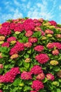 Beautiful red flowers of hydrangea  against blue sky Royalty Free Stock Photo