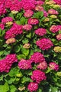 Beautiful red flowers of hydrangea, floral background Royalty Free Stock Photo