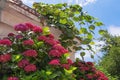 Beautiful red flowers of hydrangea in Mediterranean garden Royalty Free Stock Photo