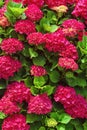 Beautiful red flowers of hydrangea on sunny day Royalty Free Stock Photo