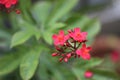 Beautiful red flowers of Jatropha