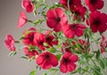 Beautiful red flowers linum grandiflorum