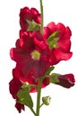 Beautiful red flowers mallow MÃÂ¡lva with buds and green leaves on white isolated background Royalty Free Stock Photo