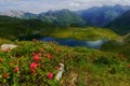 beautiful red flowers on a meadow with many mountain lakes and mountains Royalty Free Stock Photo