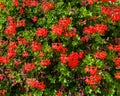 Beautiful red flowers pelargonium hang-downing in macro