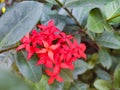 Beautiful red flowers of the plant Ixora chinensis in natural Royalty Free Stock Photo