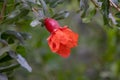 Beautiful red flowers of pomegranate blooming on a tree branch