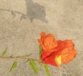 A beautiful red flowers of pomegranate with blurred background