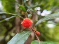 beautiful red flowers of the Pomegranate tree & x28;Punica granatum& x29;