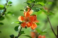 Beautiful red flowers quince, queen-apple, apple quince on green background on a Sunny day. Useful ornamental fruit tree