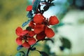 Beautiful red flowers quince, queen-apple, apple quince on yellow green background. Useful ornamental fruit tree. Closeup macro