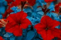 Beautiful red flowers. Red petunia bush. Horizontal summer flowers art background. Flowerbackground, gardenflowers.