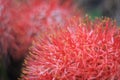 A beautiful red flowers in round shape.