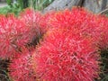 A beautiful red flowers in round shape.