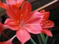 Red flowers with stamens of vallota purpurea Royalty Free Stock Photo