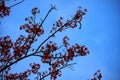 Red flowers on the tree. Twilight sky background. Selectable focus Beautiful tropical forest Royalty Free Stock Photo