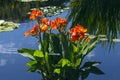 Beautiful red flowers on the water Royalty Free Stock Photo