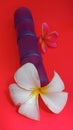 Beautiful red flowers and white flowers of frangipani flowers near plastic pipes.