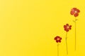 Beautiful red flowers on the yellow background top view. Flat lay style.