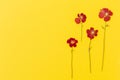 Beautiful red flowers on the yellow background top view. Flat lay style.