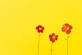 Beautiful red flowers on the yellow background top view. Flat lay style.