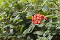 Beautiful red flowers with yellow ring in the centre