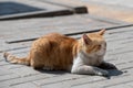 beautiful red fluffy stray cat lies in the sun