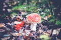 Beautiful red fly agaric in the autumn forest, close-up Royalty Free Stock Photo