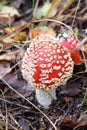 Beautiful red fly agaric in forest in autumn close-up poison Royalty Free Stock Photo