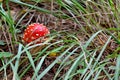 Beautiful red fly agaric in green grass close-up Royalty Free Stock Photo
