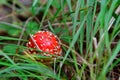 Beautiful red fly agaric in green grass close-up Royalty Free Stock Photo