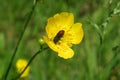 Red insect on buttercup flower, closeup Royalty Free Stock Photo