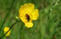 Red insect on buttercup flower, closeup Royalty Free Stock Photo