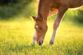 Red foal grazing on pasture Royalty Free Stock Photo