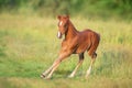 Beautiful red foal run Royalty Free Stock Photo