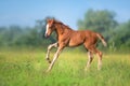 Red foal run on pasture Royalty Free Stock Photo