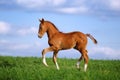 Beautiful red foal in the sports field on a background of blue sky. Royalty Free Stock Photo