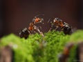 Beautiful red, forest ants standing on moss