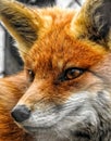 Beautiful Red Fox Closeup Portrait Royalty Free Stock Photo