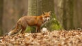 Beautiful red fox with fluffy fur posing in the dry foliage in beech forest