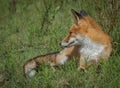 Red fox lying in the grass Royalty Free Stock Photo