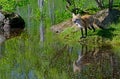 Beautiful Red Fox showing his water reflection. Royalty Free Stock Photo