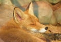 Beautiful red fox sleeping Royalty Free Stock Photo