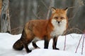 Beautiful Red Fox in the Snow Royalty Free Stock Photo